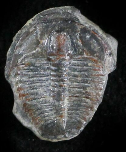Elrathia Trilobite - Wheeler Shale, Utah #24831
